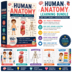 Human Anatomy Learning Bundle – Body Parts, Organs, and Skeleton Printables